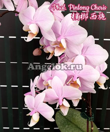 фото Фаленопсис (Phalaenopsis Pinlong Cheris) Тайвань от магазина магазина орхидей Ангелок