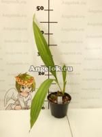 фото Ликаста (Lyc. Green Apple × sib) Тайвань от магазина магазина орхидей Ангелок