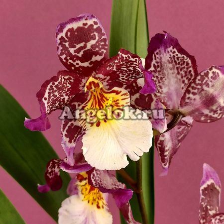 фото Камбрия (Burrageara Guann Shin Diamond) от магазина магазина орхидей Ангелок