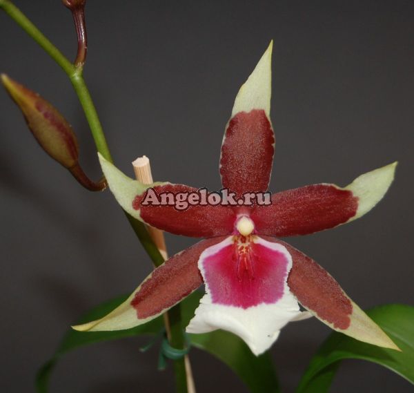 фото Камбрия (Beallara Eurostar) от магазина магазина орхидей Ангелок