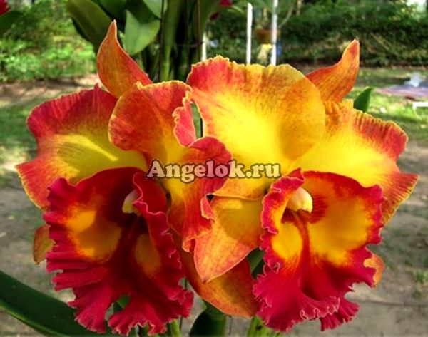 фото Каттлея (Rlc. Chomthong Fancy 'Fireball') Тайвань от магазина магазина орхидей Ангелок