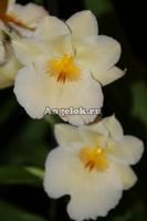 фото Мильтония (Miltoniopsis Andrea West ) от магазина магазина орхидей Ангелок