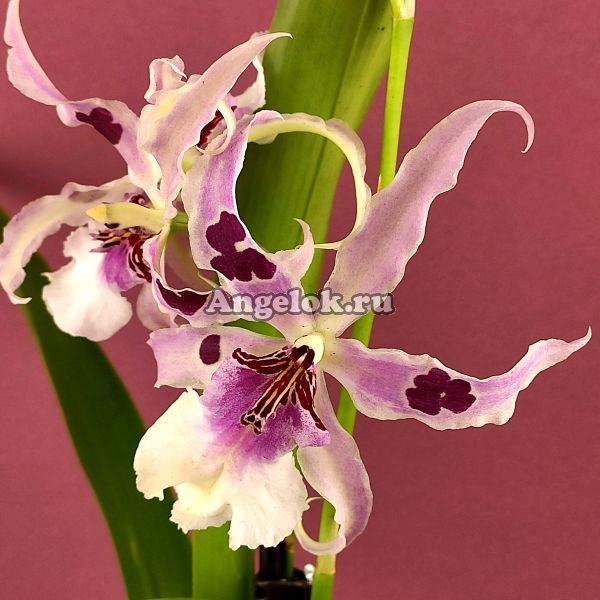 фото Камбрия (Beallara Peggy Ruth Carpenter `Morning Joy`) от магазина магазина орхидей Ангелок