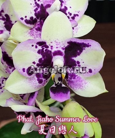 фото Фаленопсис (Phalaenopsis Jiaho Summer Love) Тайвань от магазина магазина орхидей Ангелок