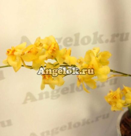 фото Онцидиум Твинкле (Oncidium Twinkle 'Golden Fantasy' ) от магазина магазина орхидей Ангелок