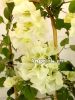 Бугенвиллия белая (Bougainvillea White Cascade) черенок
