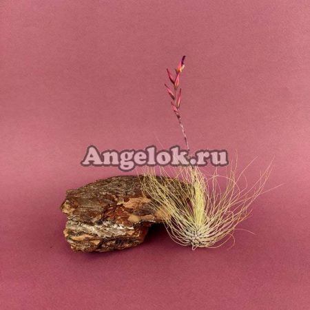 фото Тилландсия серебристая (Tillandsia Fuchsii Argentea) от магазина магазина орхидей Ангелок