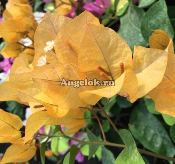фото Бугенвиллия (Bougainvillea Sinai Gold) черенок от магазина магазина орхидей Ангелок