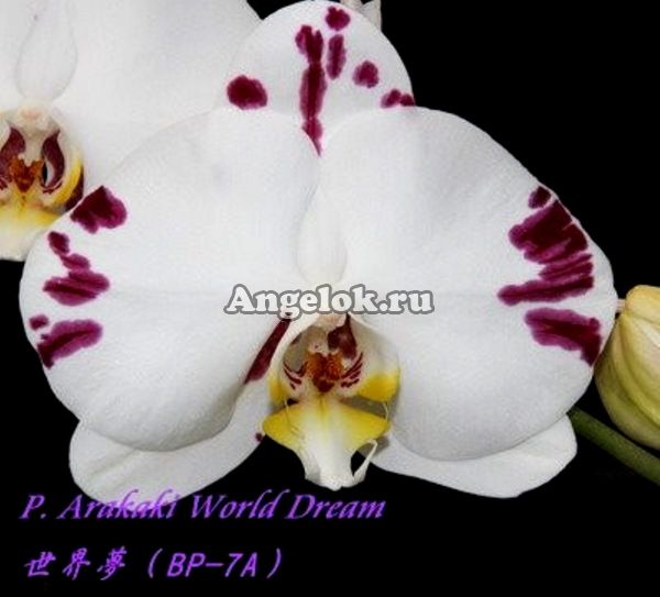 фото Фаленопсис (Phalaenopsis Arakaki World Dream) Тайвань от магазина магазина орхидей Ангелок