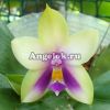 фото Фаленопсис Беллина (P.bellina v.blue × sib) Тайвань от магазина магазина орхидей Ангелок