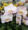 фото Фаленопсис Сакура (Phalaenopsis Liu's Sakura 'KF#4') детка от магазина магазина орхидей Ангелок