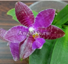 фото Фаленопсис Люддемана (Phalaenopsis lueddemanniana x sib) Тайвань от магазина магазина орхидей Ангелок