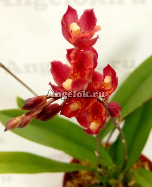 фото Ховеара (Howeara Lava Burst) от магазина магазина орхидей Ангелок