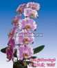 фото Фаленопсис (Phalaenopsis Jiuhbao Angel) Тайвань от магазина магазина орхидей Ангелок