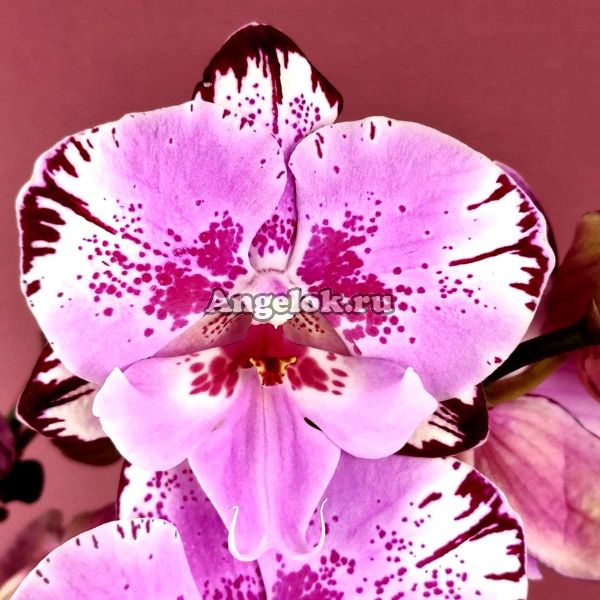 фото Фаленопсис Биг Лип Наоми (Phalaenopsis Naomi) от магазина магазина орхидей Ангелок
