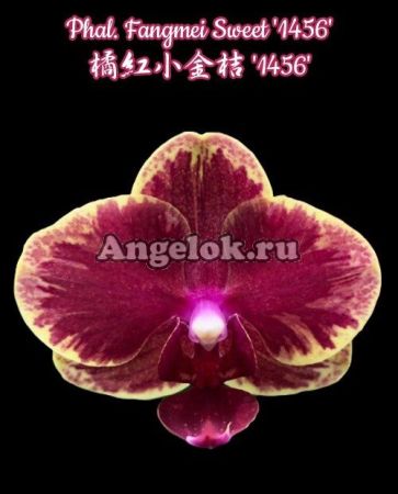 фото Фаленопсис Интрига (Phalaenopsis Fangmei Sweet '1456') Тайвань от магазина магазина орхидей Ангелок