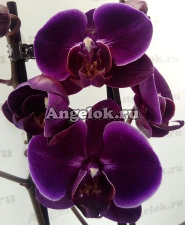 фото Фаленопсис (Phalaenopsis Emperor Jewel) от магазина магазина орхидей Ангелок