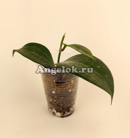 Хойя Кландестина (Hoya sp. aff.Clandestina) черенок