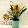 Пафиопедилум Липпивандер (Paphiopedilum Lippewunder)