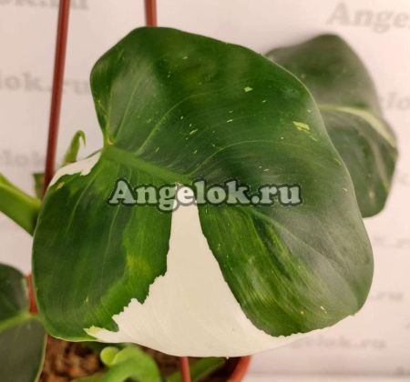 фото Филодендрон вариегатный (Philodendron White Knight) от магазина магазина орхидей Ангелок