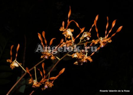 фото Дендробиум Тангеринум (Den.tangerinum) Тайвань от магазина магазина орхидей Ангелок