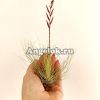 фото Тилландсия серебристая (Tillandsia Fuchsii Argentea) от магазина магазина орхидей Ангелок