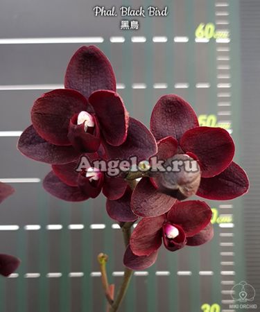 фото Фаленопсис Чёрная птичка (Phalaenopsis Black Bird) детка от магазина магазина орхидей Ангелок