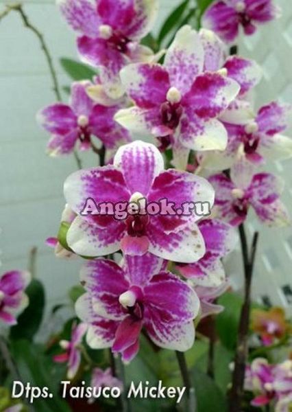 фото Фаленопсис Тайсуко Микки (Phalaenopsis Taisuco Micky) Тайвань от магазина магазина орхидей Ангелок