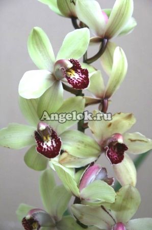 фото Цимбидиум (Cymbidium) c-09 от магазина магазина орхидей Ангелок
