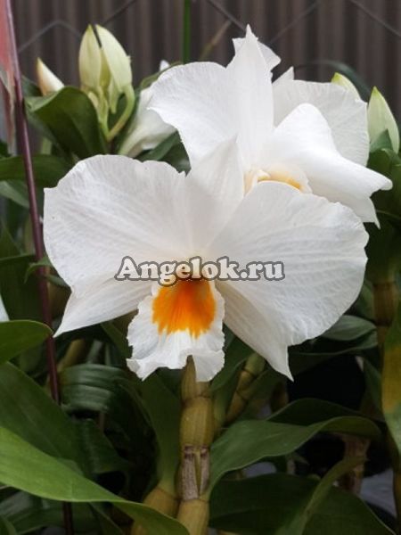 фото Дендробиум (Den.Formidible) Тайвань от магазина магазина орхидей Ангелок