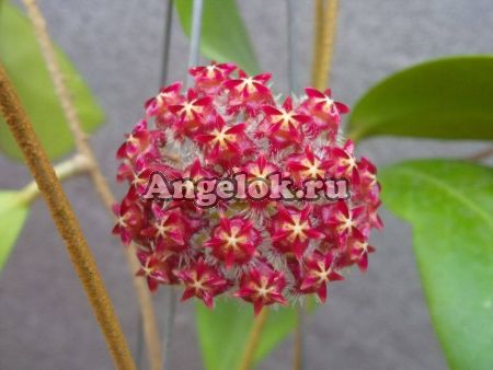 фото Хойя Миндоренсис (Hoya mindorensis 'Purple Star') от магазина магазина орхидей Ангелок