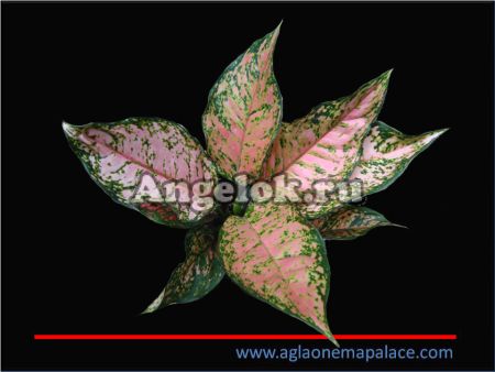 фото Аглаонема (Aglaonema Ruby Pink) от магазина магазина орхидей Ангелок