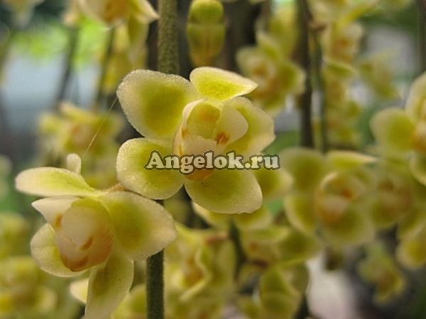 фото Хилошиста пусилла (Chiloschista pusilla) от магазина магазина орхидей Ангелок