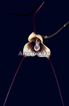 фото Дракула (Dracula tsubotae type) от магазина магазина орхидей Ангелок