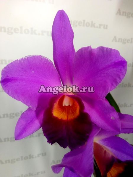 фото Каттлея (Cattleya) cat-17 от магазина магазина орхидей Ангелок