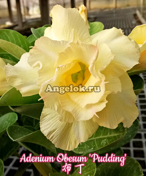 фото Адениум (Adenium obesum Pudding) от магазина магазина орхидей Ангелок