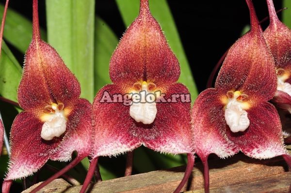 фото Дракула (Dracula hirsuta red) от магазина магазина орхидей Ангелок