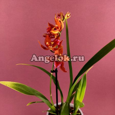 фото Камбрия (Odontioda Stirbic Sunrise) от магазина магазина орхидей Ангелок