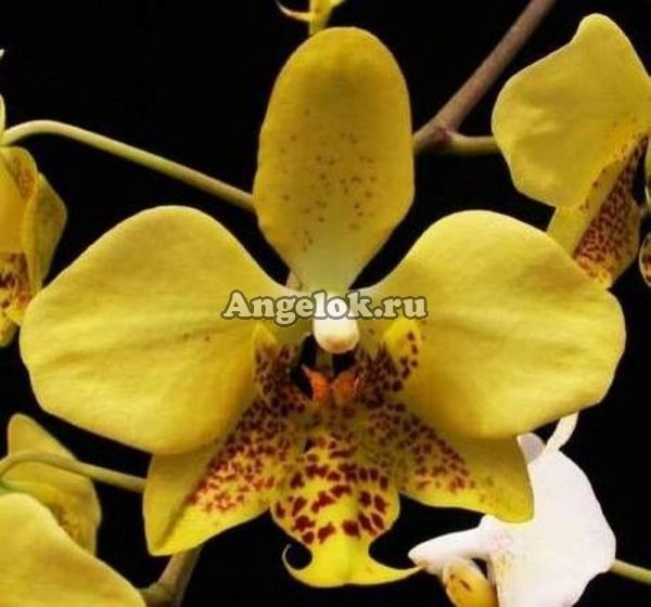 фото Фаленопсис Стюарта детка (Phalaenopsis stuartiana var. nobilis 'Xiuya' × sib) Тайвань от магазина магазина орхидей Ангелок