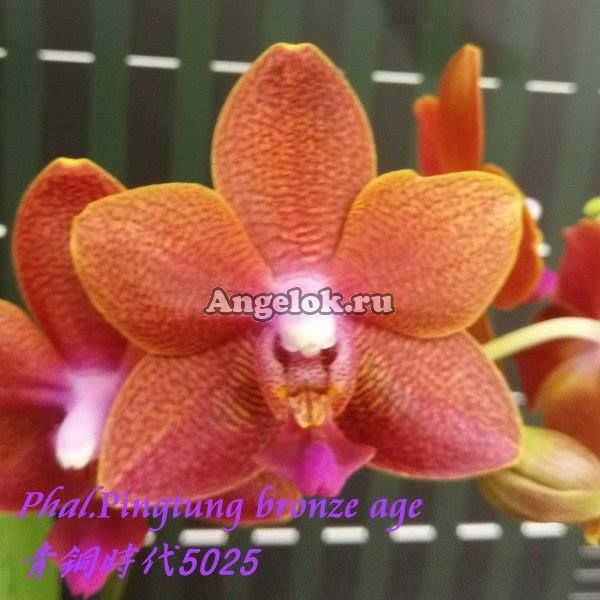 фото Фаленопсис (Phalaenopsis Pingtung Bronze Age) Тайвань от магазина магазина орхидей Ангелок