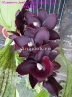 фото Черная орхидея (Monnierara Jumbo Delight 'Black Onyx') взрослая от магазина магазина орхидей Ангелок
