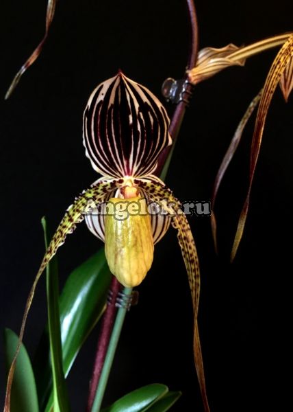 фото Пафиопедилум (Paphiopedilum St. Swithin) от магазина магазина орхидей Ангелок