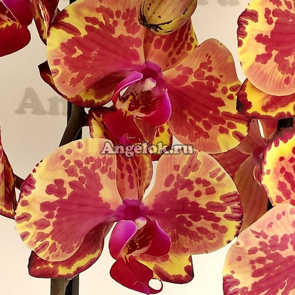 фото Фаленопсис (Phalaenopsis Ark's Happy Magician) от магазина магазина орхидей Ангелок