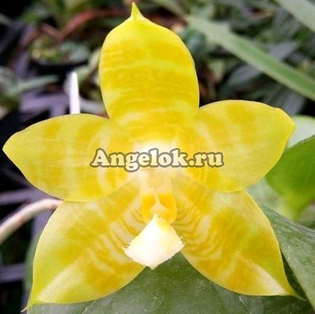 фото Фаленопсис (Phalaenopsis Yaphon Yellow Bomb ‘Yaphon’) Тайвань от магазина магазина орхидей Ангелок