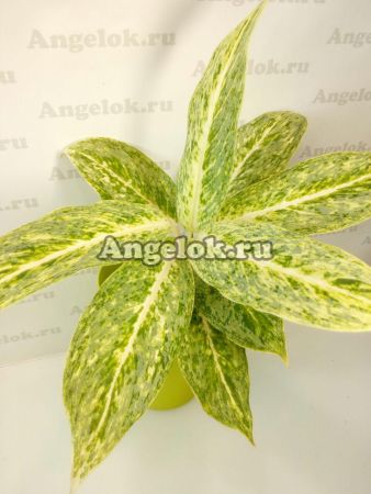 фото Аглаонема (Aglaonema White Tongnoppakul) от магазина магазина орхидей Ангелок