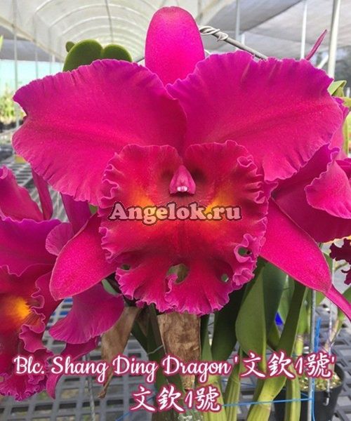 фото Каттлея (Blc. Shang Ding Dragon) Тайвань от магазина магазина орхидей Ангелок