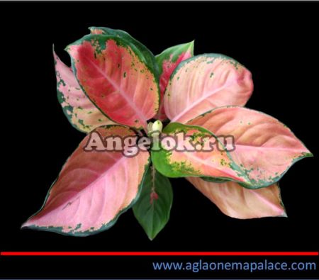 фото Аглаонема (Aglaonema Rattana Rungreong) от магазина магазина орхидей Ангелок
