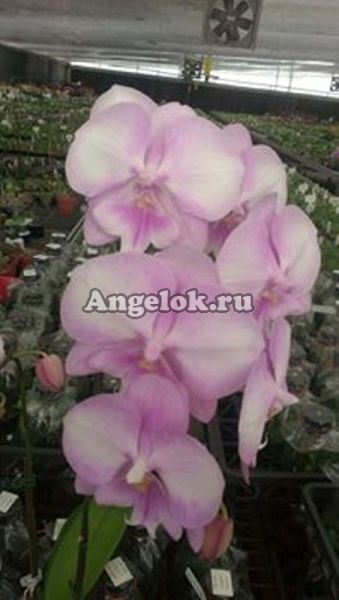 фото Фаленопсис (P.Princess Sakura x ’Big Lip”) Тайвань от магазина магазина орхидей Ангелок