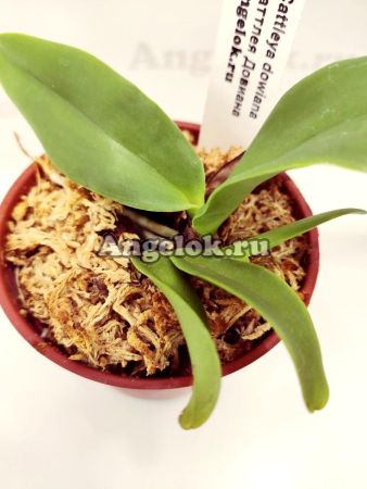 фото Каттлея Довиана (Cattleya dowiana) от магазина магазина орхидей Ангелок