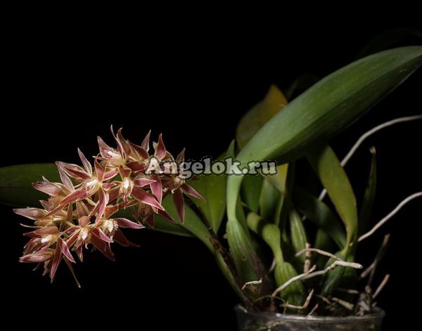 фото Трихопилия мультифлора (Trichopilia multiflora) от магазина магазина орхидей Ангелок